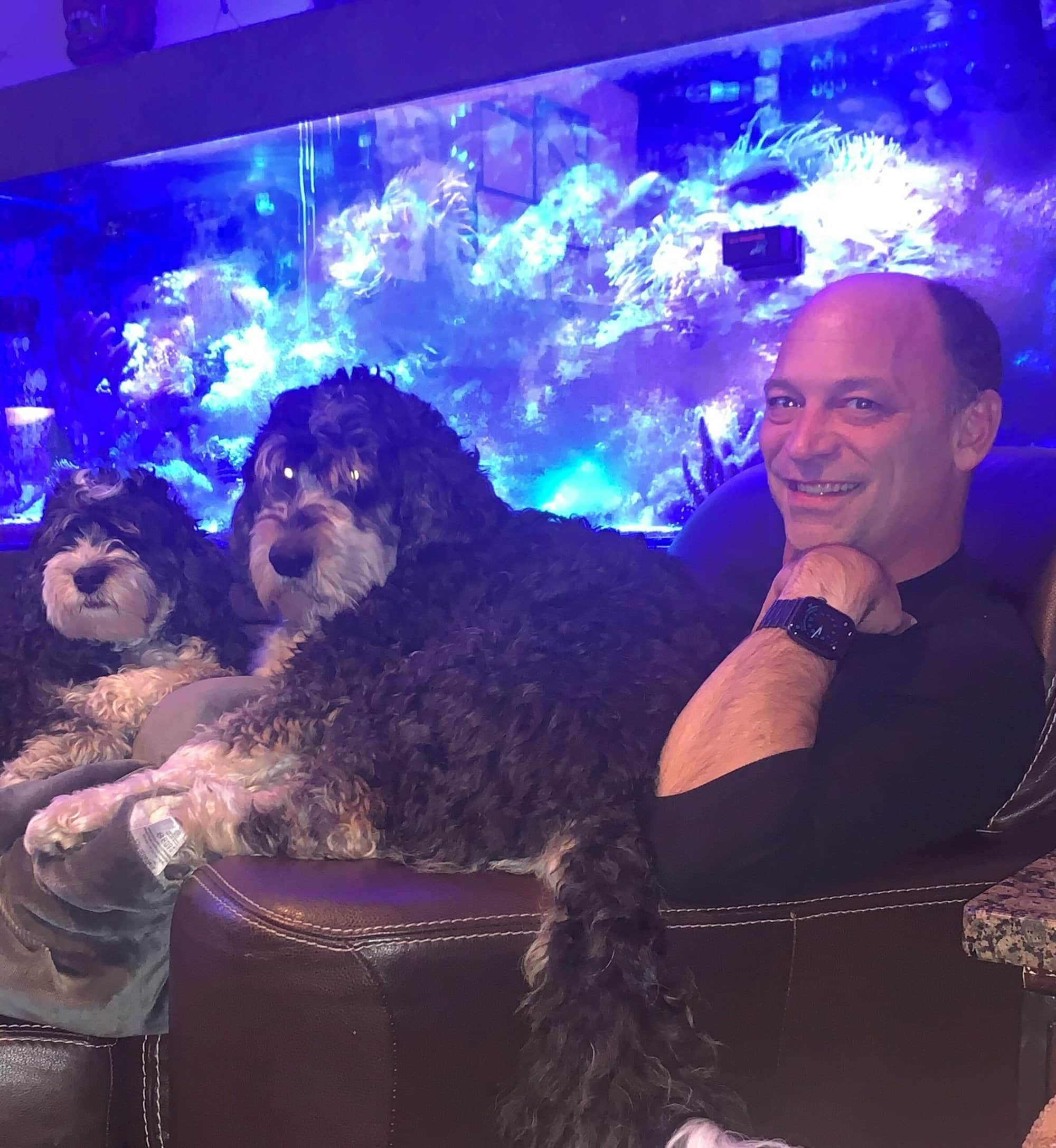 DAvid-dogs