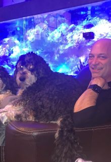 DAvid-dogs