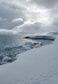 Lori-Alaska